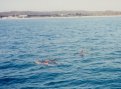 Dauphins en vue !!!