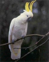 Cockatoo, click on.