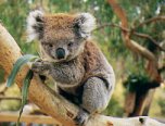 Un petit koala...