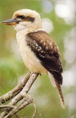 Kookaburra, cliquez pour agrandir