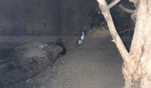 LITTLE PINGUINS, click on