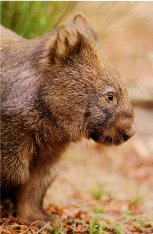 Wombat, cliquez pour agrandir